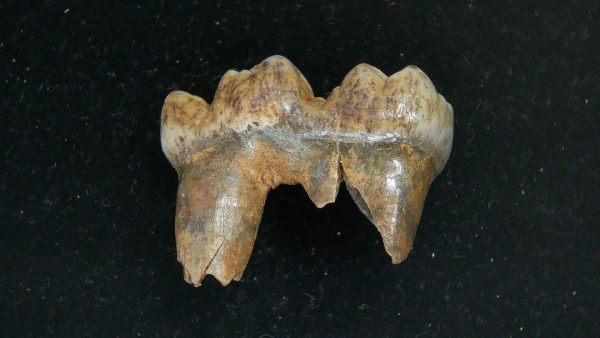 Cave Bear Tooth - L'Herm France #15 - Image 2