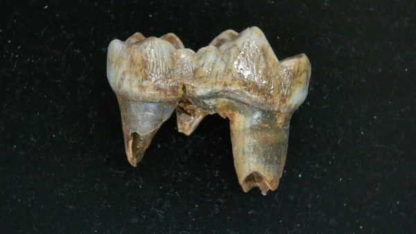 Cave Bear Tooth - L'Herm France #15 - Image 4