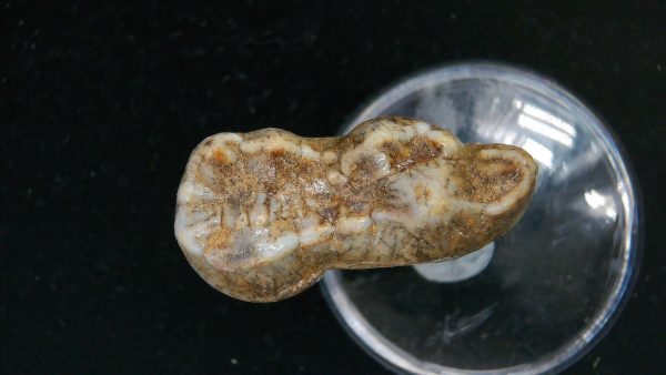 Cave Bear Tooth - L'Herm France #15 - Image 3
