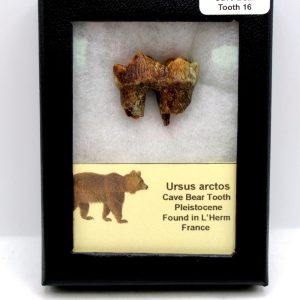 Cave Bear Tooth - L'Herm France #16