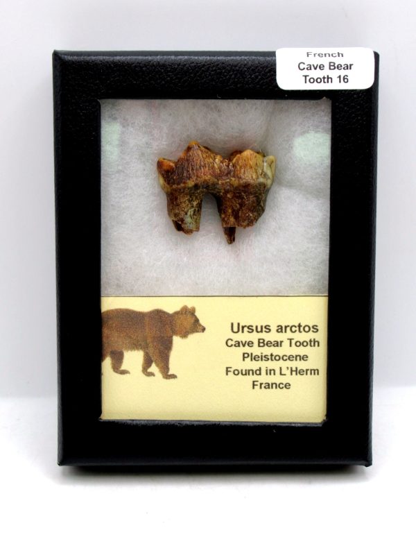 Cave Bear Tooth - L'Herm France #16