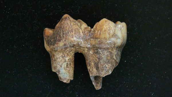 Cave Bear Tooth - L'Herm France #16 - Image 2