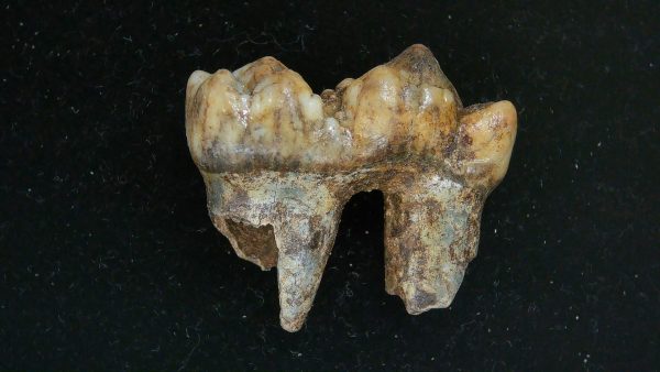 Cave Bear Tooth - L'Herm France #16 - Image 5