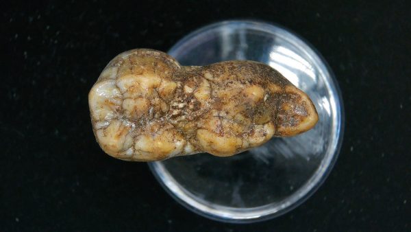 Cave Bear Tooth - L'Herm France #16 - Image 4