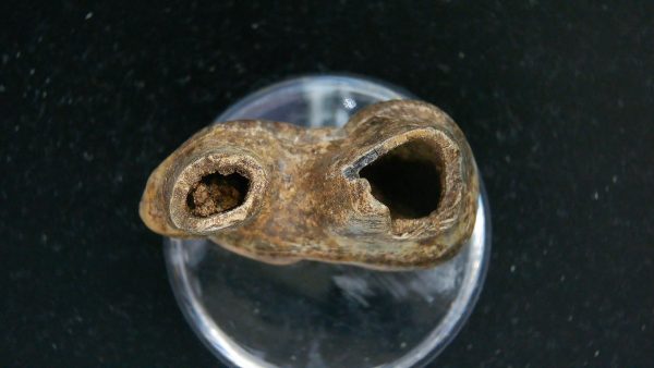 Cave Bear Tooth - L'Herm France #16 - Image 3