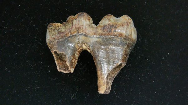 Cave Bear Tooth - L'Herm France #17 - Image 2
