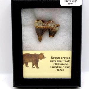 Cave Bear Tooth - L'Herm France #17