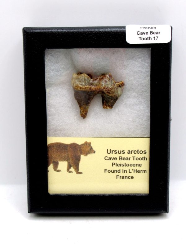 Cave Bear Tooth - L'Herm France #17