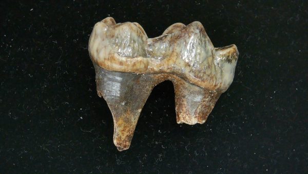 Cave Bear Tooth - L'Herm France #17 - Image 5