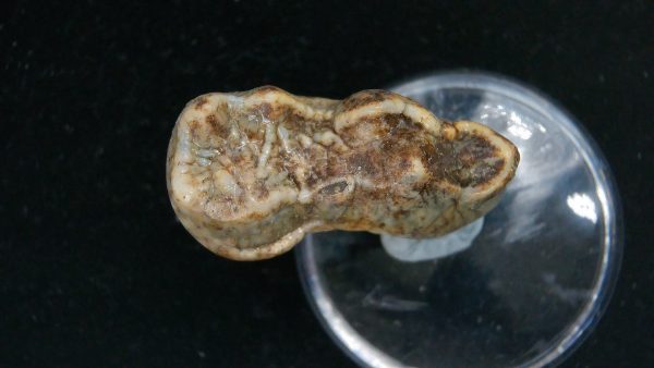 Cave Bear Tooth - L'Herm France #17 - Image 4