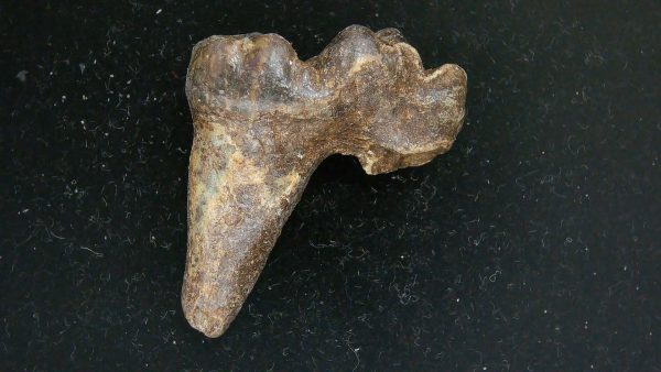 Cave Bear Tooth - L'Herm France #18 - Image 2