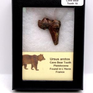 Cave Bear Tooth - L'Herm France #18