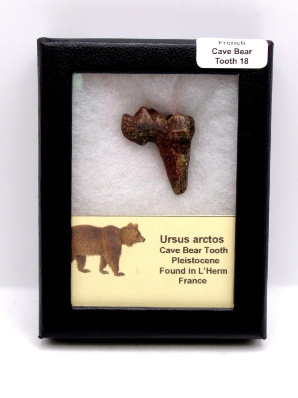 Cave Bear Tooth - L'Herm France #18