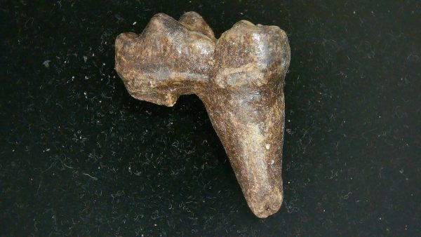 Cave Bear Tooth - L'Herm France #18 - Image 5
