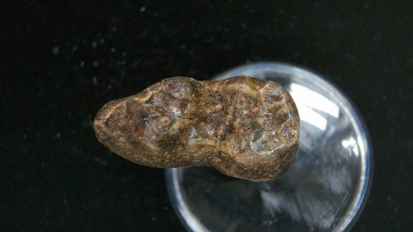 Cave Bear Tooth - L'Herm France #18 - Image 4