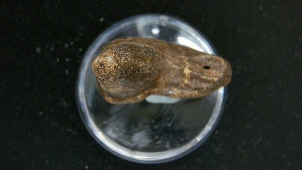 Cave Bear Tooth - L'Herm France #18 - Image 3
