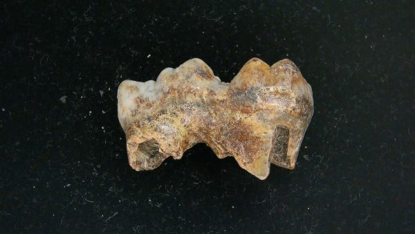 Cave Bear Tooth - L'Herm France #19 - Image 2