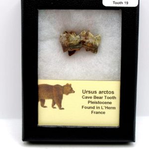 Cave Bear Tooth - L'Herm France #19
