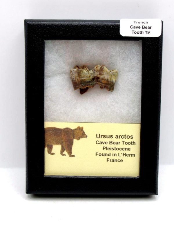 Cave Bear Tooth - L'Herm France #19