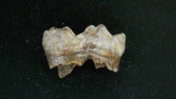 Cave Bear Tooth - L'Herm France #19 - Image 5
