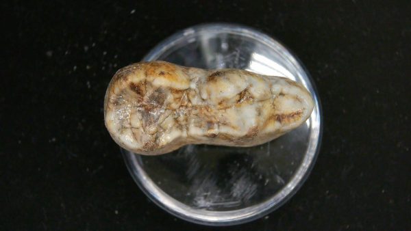 Cave Bear Tooth - L'Herm France #19 - Image 4