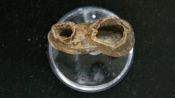 Cave Bear Tooth - L'Herm France #19 - Image 3