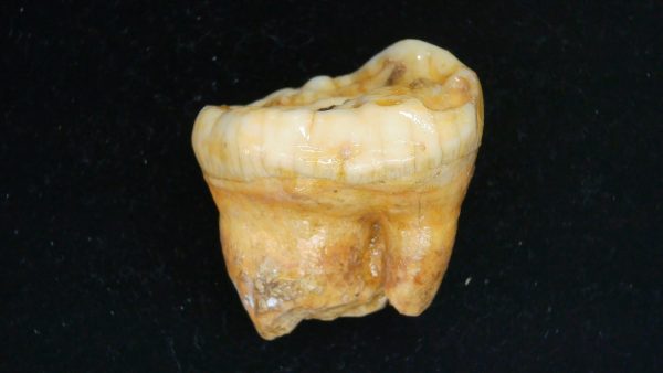 Cave Bear Tooth - L'Herm France #1 - Image 2
