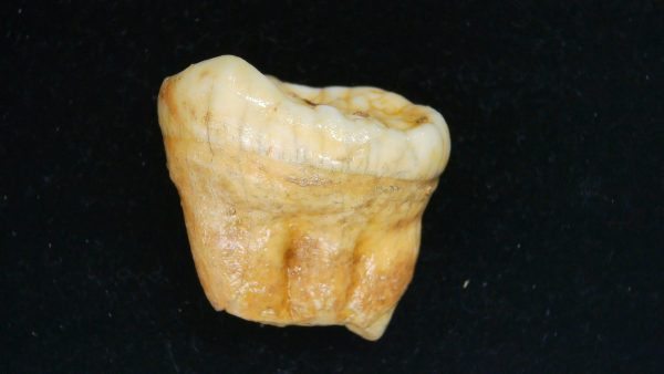 Cave Bear Tooth - L'Herm France #1 - Image 5