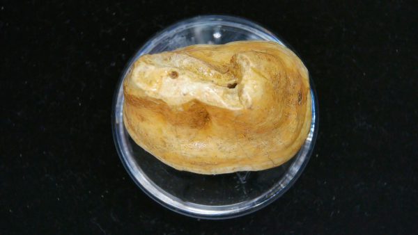 Cave Bear Tooth - L'Herm France #1 - Image 3