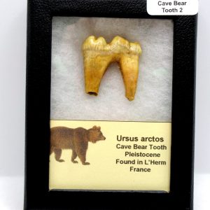 Cave Bear Tooth - L'Herm France #2