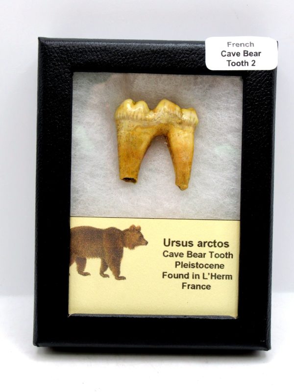 Cave Bear Tooth - L'Herm France #2