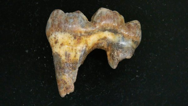 Cave Bear Tooth - L'Herm France #20 - Image 2