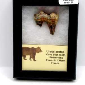 Cave Bear Tooth - L'Herm France #20