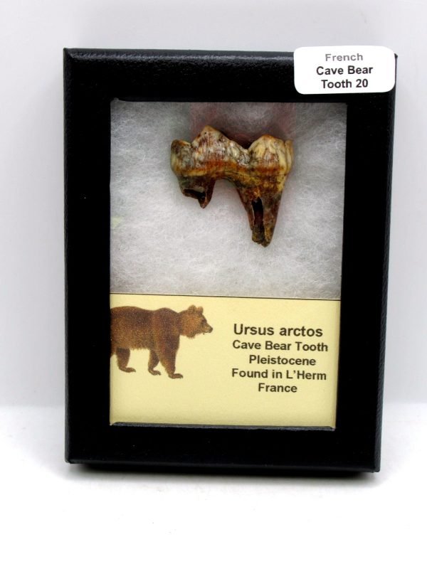 Cave Bear Tooth - L'Herm France #20