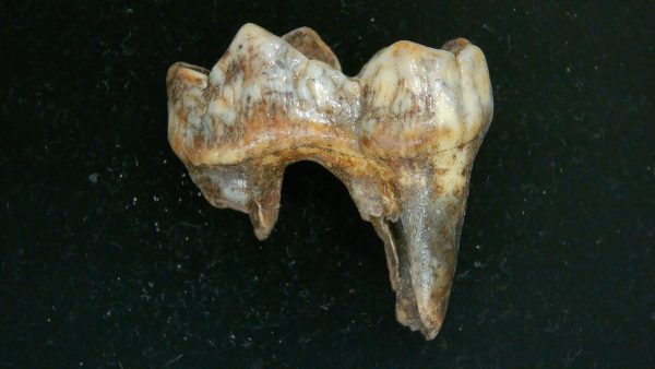 Cave Bear Tooth - L'Herm France #20 - Image 5