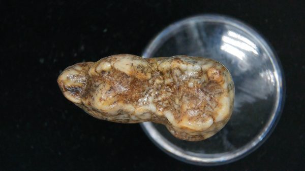 Cave Bear Tooth - L'Herm France #20 - Image 4