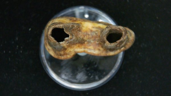 Cave Bear Tooth - L'Herm France #20 - Image 3