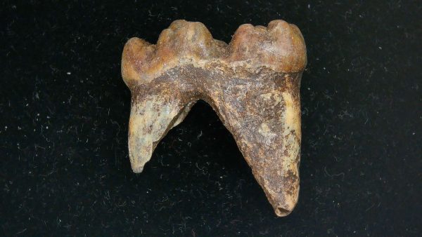 Cave Bear Tooth - L'Herm France #21 - Image 2