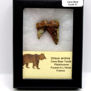 Cave Bear Tooth - L'Herm France #21