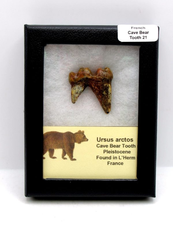 Cave Bear Tooth - L'Herm France #21