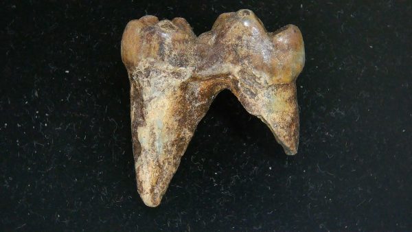 Cave Bear Tooth - L'Herm France #21 - Image 5