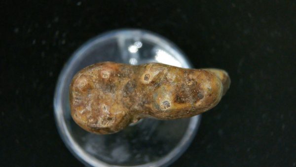 Cave Bear Tooth - L'Herm France #21 - Image 4