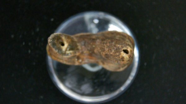 Cave Bear Tooth - L'Herm France #21 - Image 3