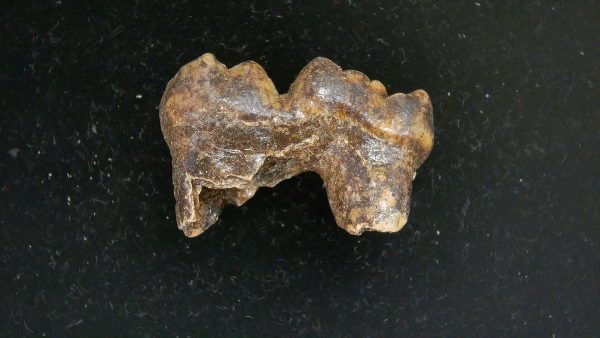 Cave Bear Tooth - L'Herm France #22 - Image 2