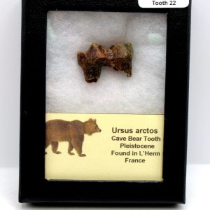 Cave Bear Tooth - L'Herm France #22