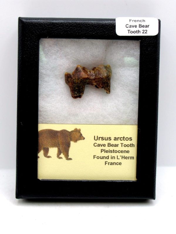 Cave Bear Tooth - L'Herm France #22