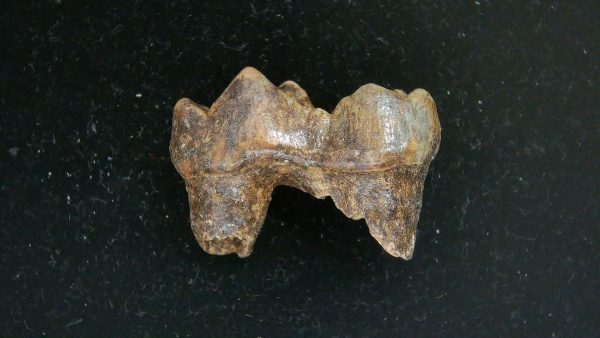 Cave Bear Tooth - L'Herm France #22 - Image 5