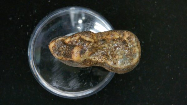Cave Bear Tooth - L'Herm France #22 - Image 4