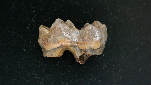 Cave Bear Tooth - L'Herm France #23 - Image 2