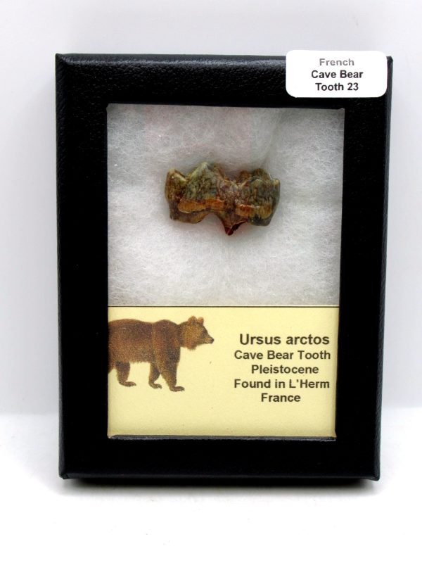Cave Bear Tooth - L'Herm France #23